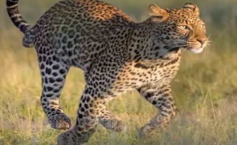 En springande leopard.